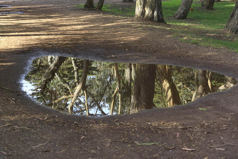 Puddle of water reflecting trees