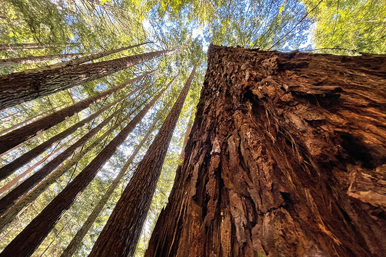Redwoods going up to the sky